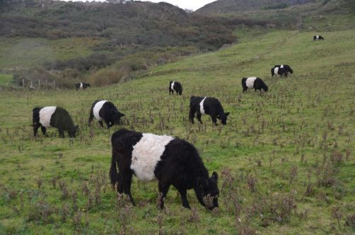 causeway-coastal-road-got (134)