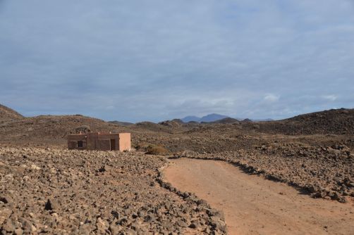 lobos-fuerteventura (115)