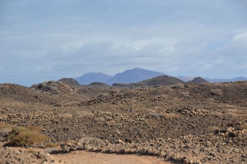 lobos-fuerteventura (116)
