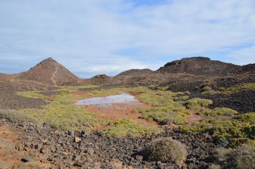 lobos-fuerteventura (167)