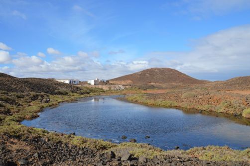lobos-fuerteventura (171)