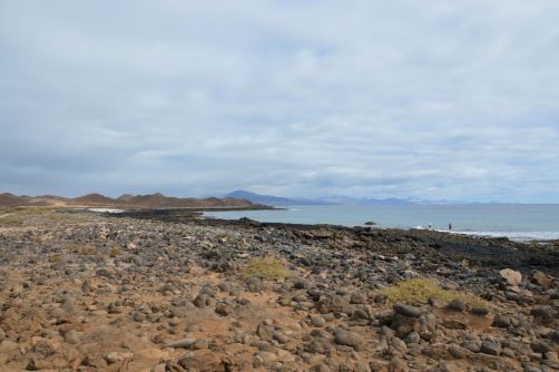 lobos-fuerteventura (194)