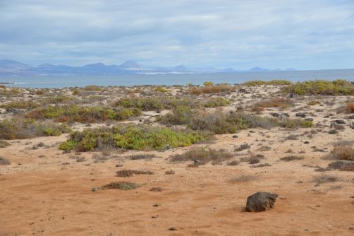 lobos-fuerteventura (195)