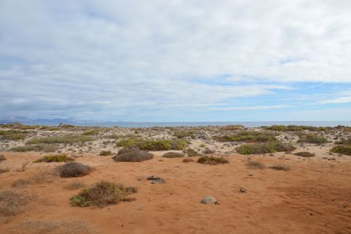 lobos-fuerteventura (196)