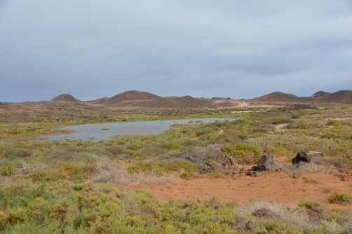 lobos-fuerteventura (200)