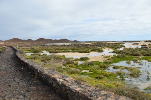 lobos-fuerteventura (208)