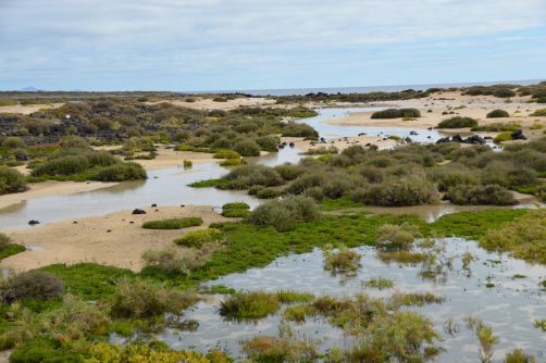 lobos-fuerteventura (209)