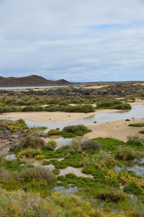 lobos-fuerteventura (210)