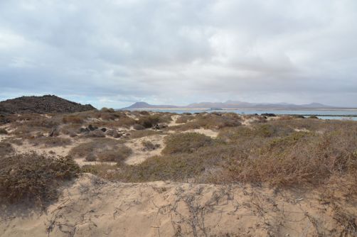 lobos-fuerteventura (232)