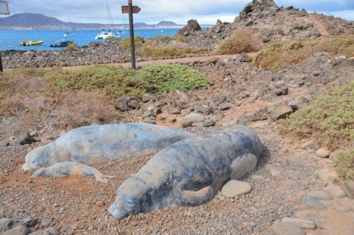 lobos-fuerteventura (236)