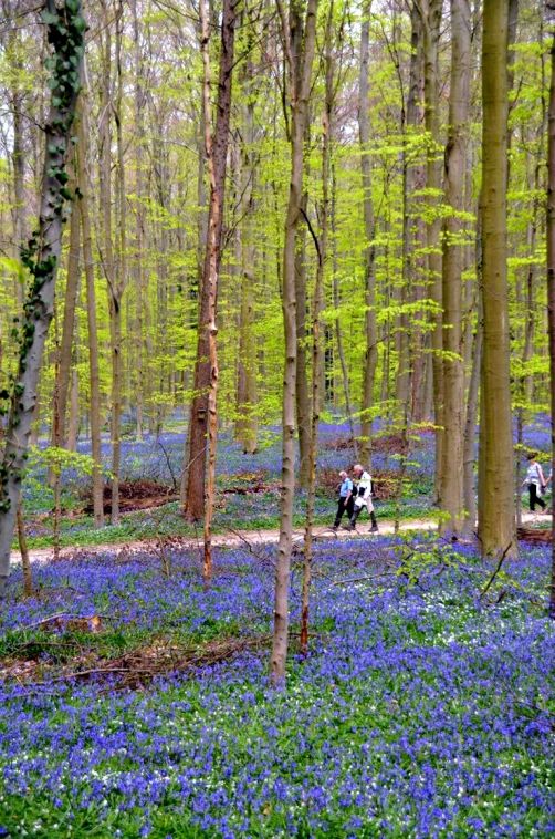 bois-de-hal-jacinthes (1)