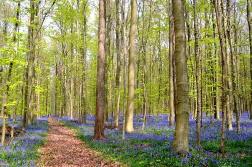 bois-de-hal-jacinthes (16)