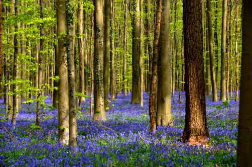 bois-de-hal-jacinthes (18)