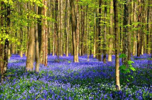 bois-de-hal-jacinthes (19)