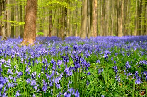 bois-de-hal-jacinthes (22)