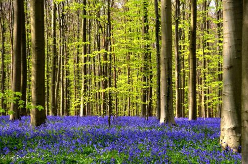 bois-de-hal-jacinthes (26)