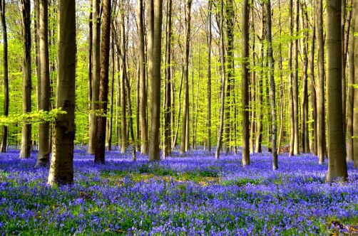 bois-de-hal-jacinthes (29)