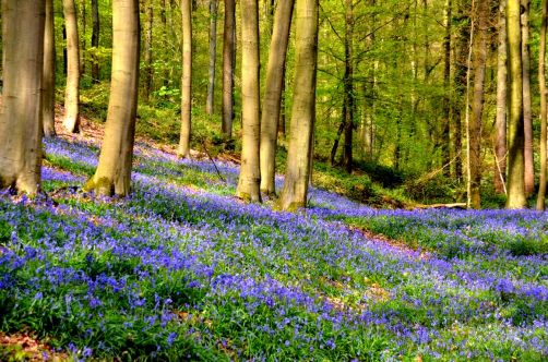 bois-de-hal-jacinthes (31)