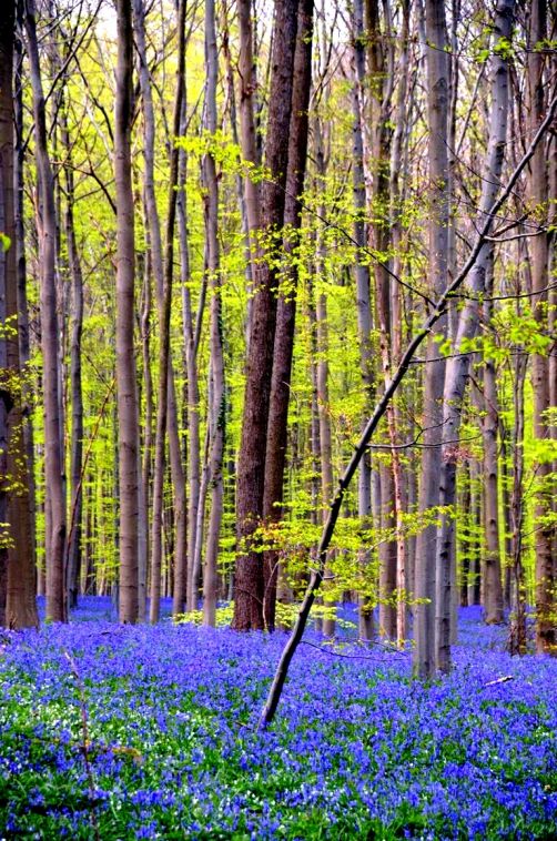 bois-de-hal-jacinthes (32)