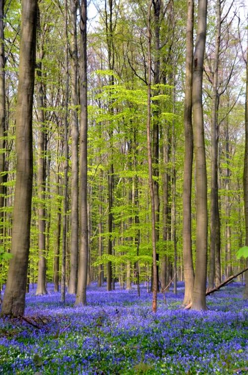 bois-de-hal-jacinthes (36)