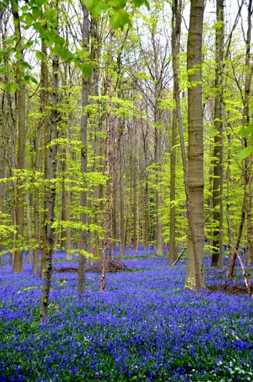 bois-de-hal-jacinthes (7)