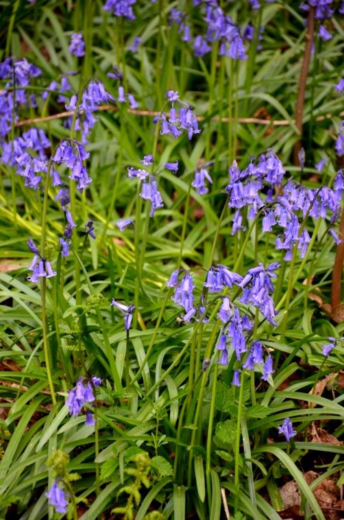 bois-de-hal-jacinthes (8)