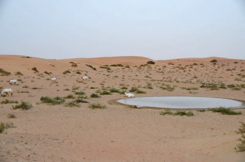 desert-de-dubai (16)