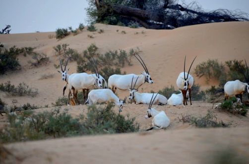 desert-de-dubai (17)