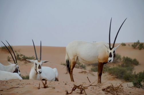 desert-de-dubai (18)