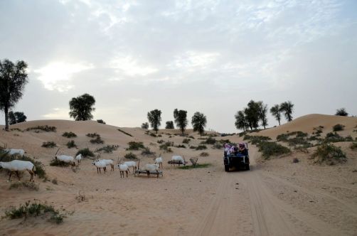 desert-de-dubai (19)