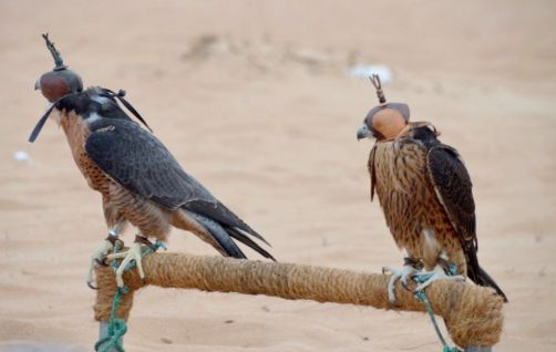 desert-de-dubai (28)