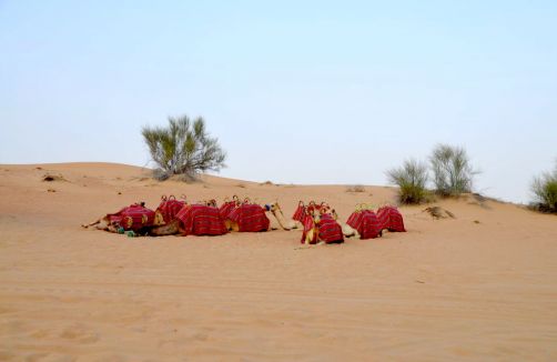 desert-de-dubai (3)
