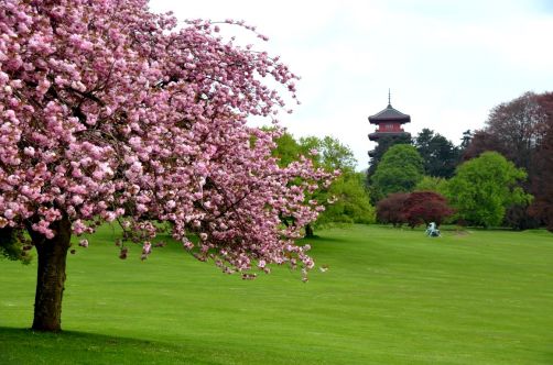 serres-royales-de-laeken (13)