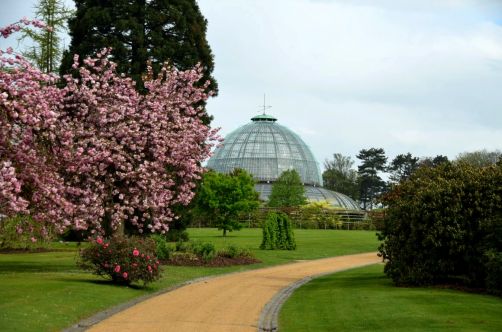 serres-royales-de-laeken (15)
