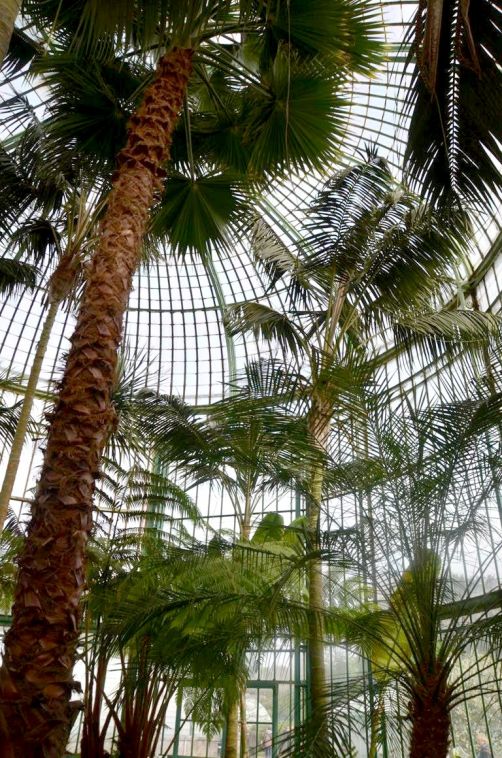 serres-royales-de-laeken (22)