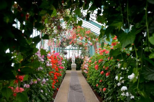 serres-royales-de-laeken (31)