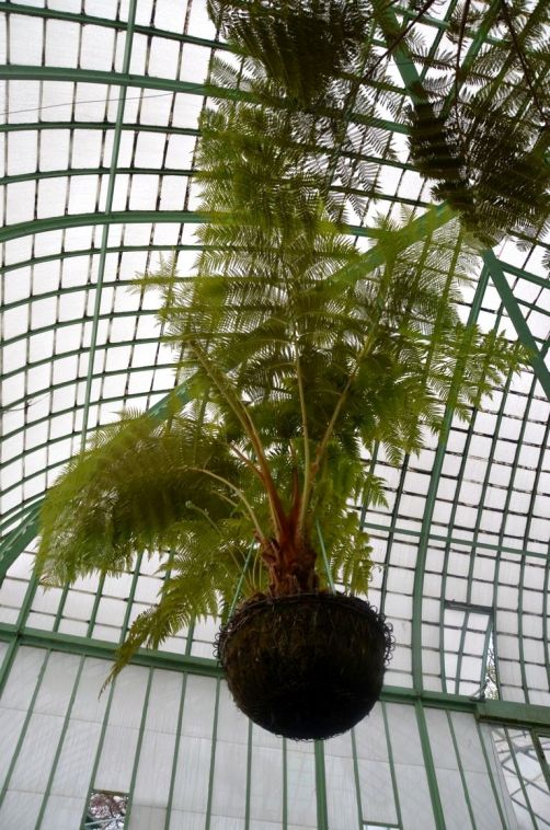 serres-royales-de-laeken (37)