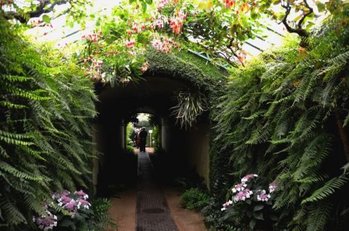 serres-royales-de-laeken (40)