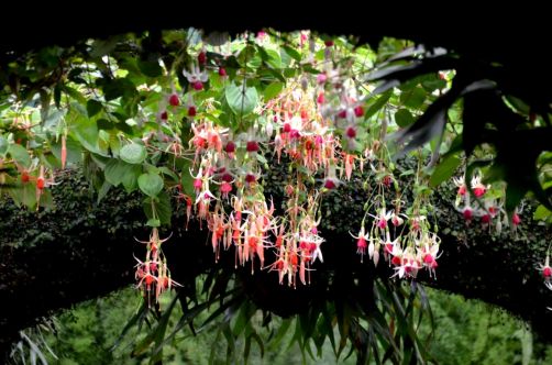 serres-royales-de-laeken (42)