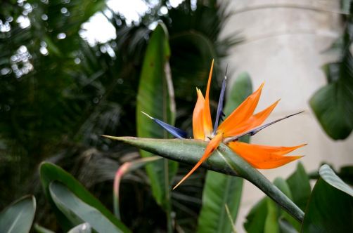 serres-royales-de-laeken (58)