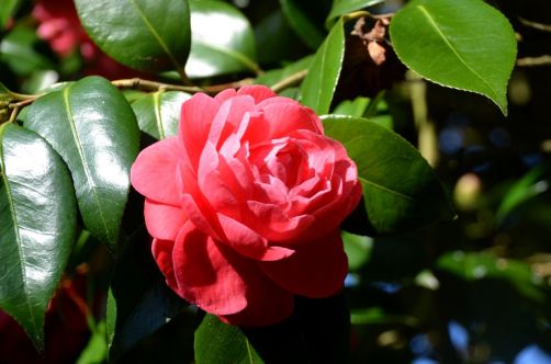 jardin-de-retz-pornic (30)