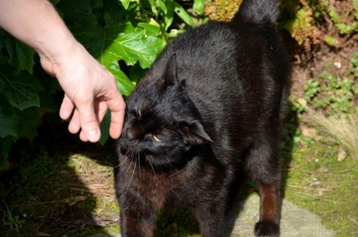 jardin-de-retz-pornic (4)