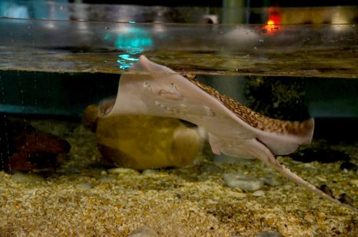 pecheurs-de-crevettes-a-cheval-coxyde (112)