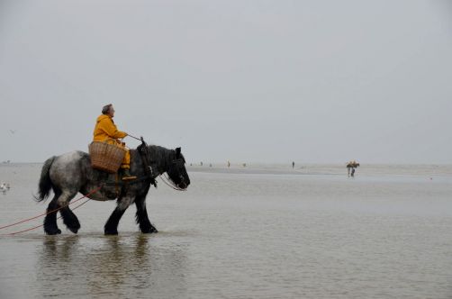 pecheurs-de-crevettes-a-cheval-coxyde (12)