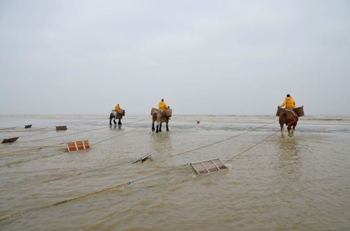 pecheurs-de-crevettes-a-cheval-coxyde (13)