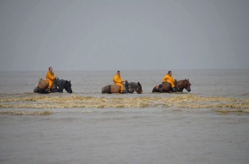 pecheurs-de-crevettes-a-cheval-coxyde (30)