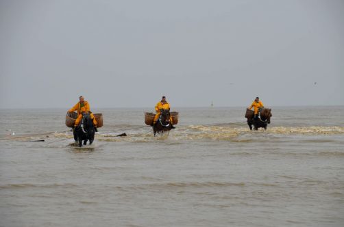 pecheurs-de-crevettes-a-cheval-coxyde (32)