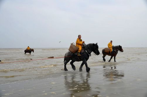 pecheurs-de-crevettes-a-cheval-coxyde (38)