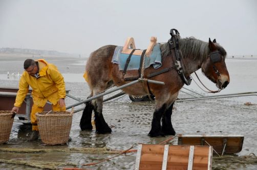 pecheurs-de-crevettes-a-cheval-coxyde (4)