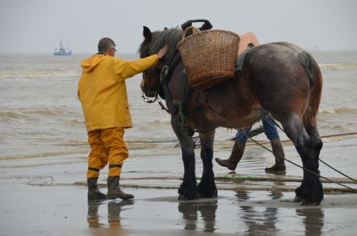 pecheurs-de-crevettes-a-cheval-coxyde (40)